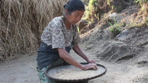 Farmer sifting grains