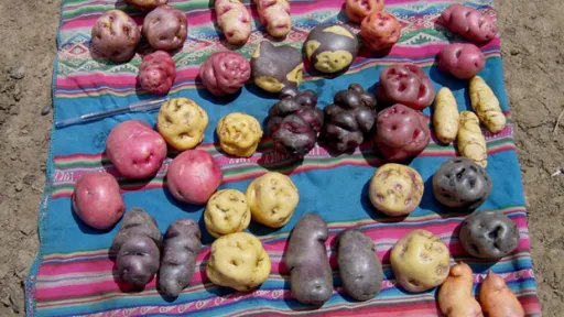 A selection of potato varieties displayed on a colourful rug