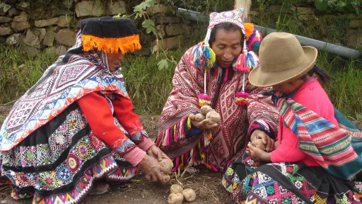 Farmers sharing potatoes in the Potato Park, Peru