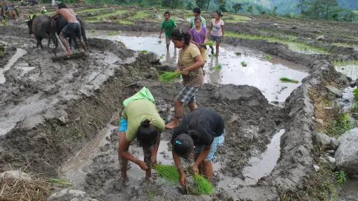 A number of people bend over to plant crops in very wet paddy fields.