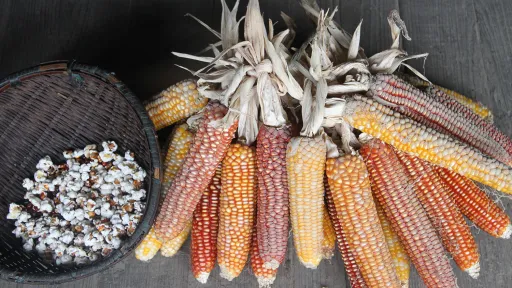 Colourful maize laid out on a table.